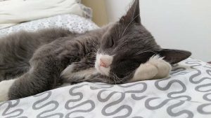 How Cat Naps Affect Your Mood And Memory